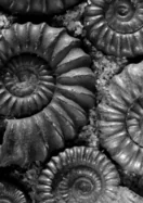 The Serpent's Egg And Other Tales of Darkness